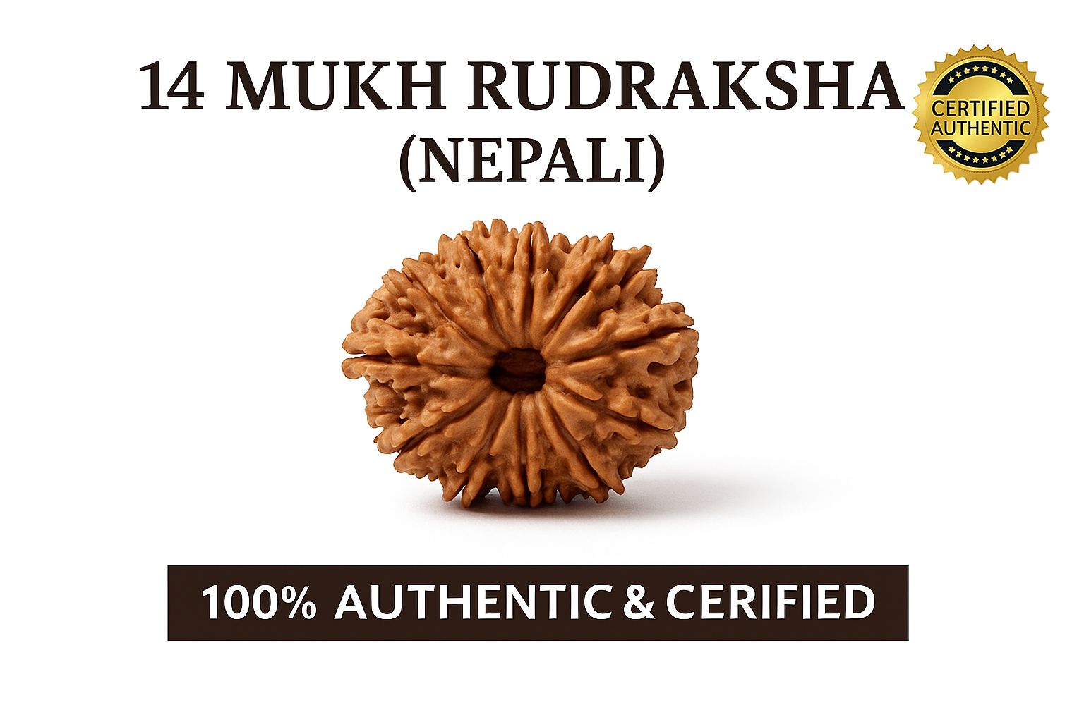 Natural 14 Mukhi Rudraksha (Nepali)